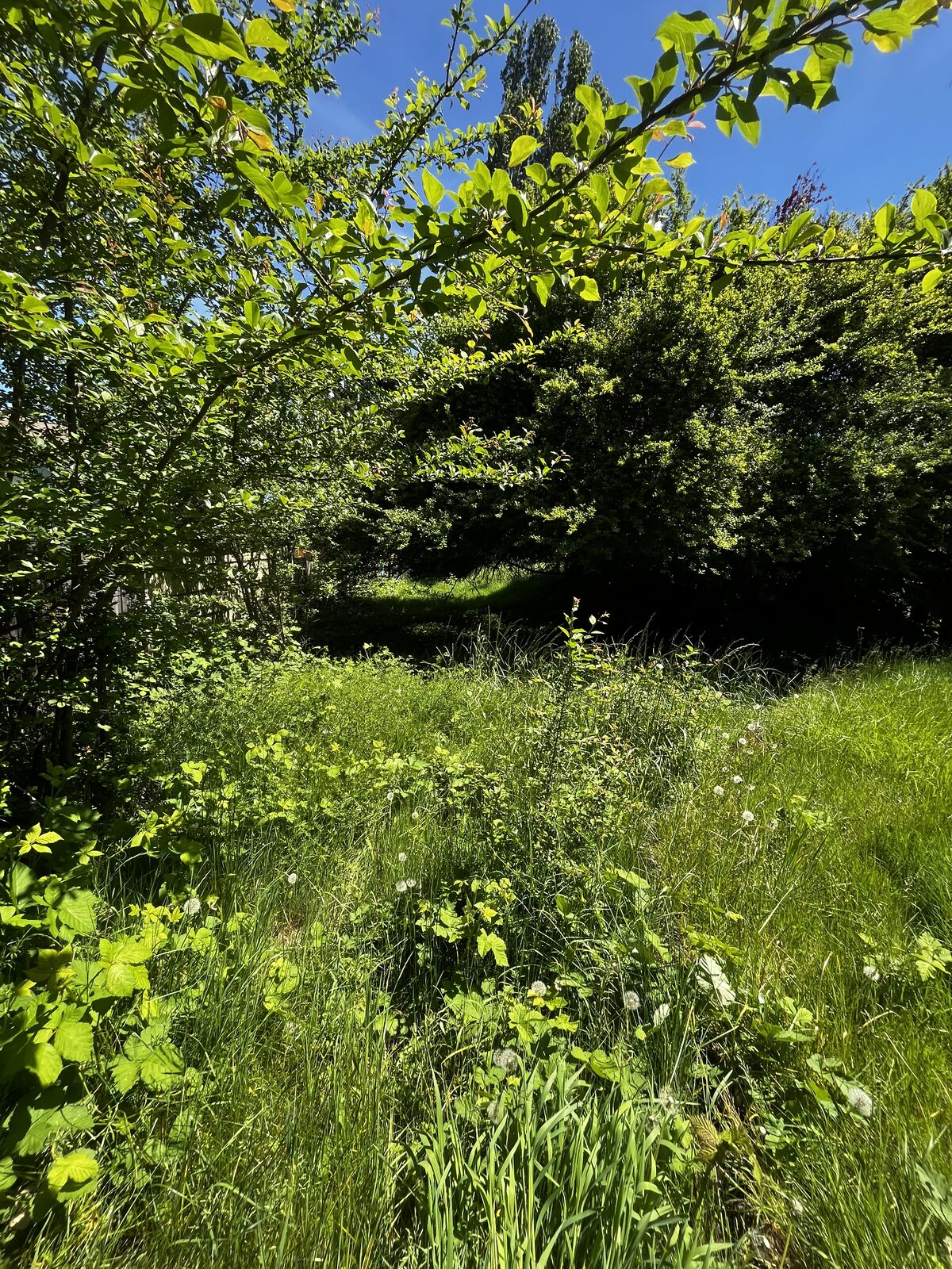 Overgrown backyard before cleanup — tall grass and weeds