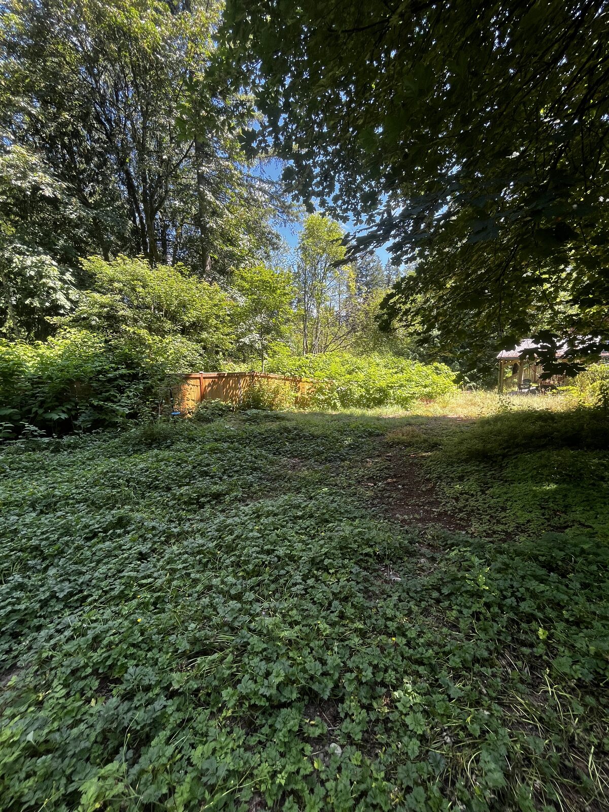 Yard overtaken by weeds and ground cover before cleanup